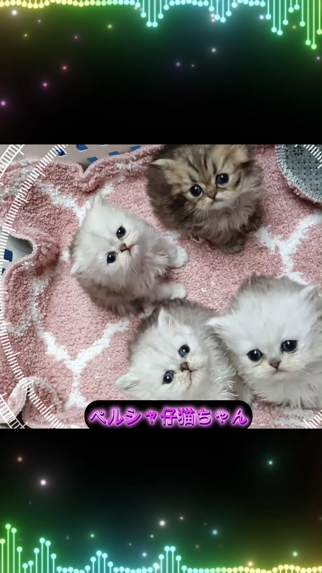 パープルポシェットの可愛いペルシャ仔猫ちゃんたち。