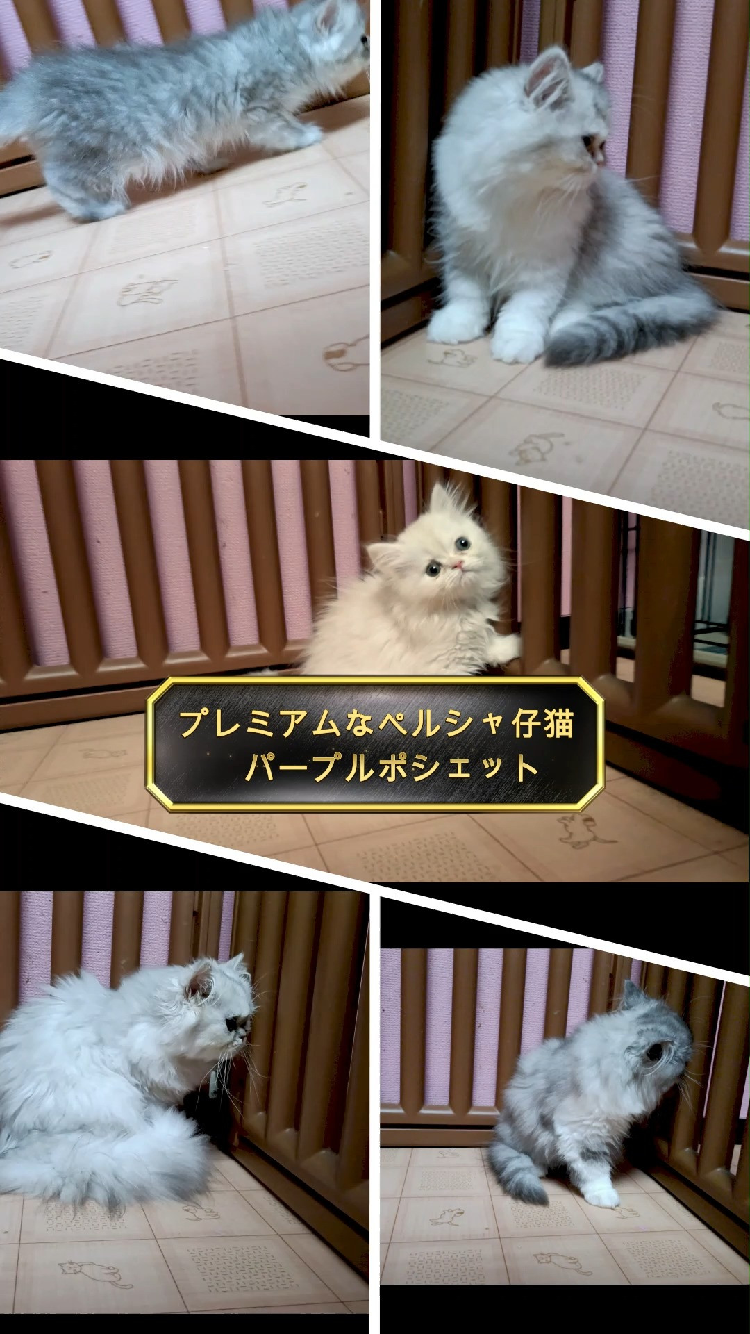プレミアムカラーの可愛いペルシャ仔猫ちゃん達。