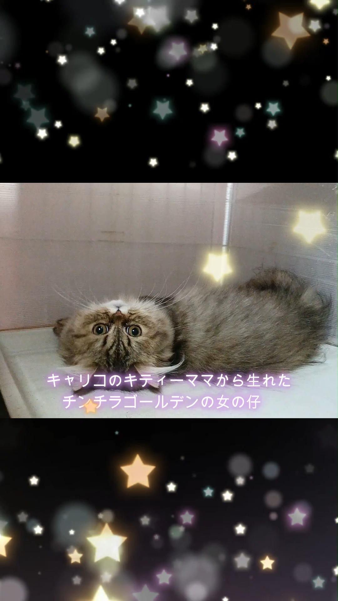✨チンチラゴールデンの女の子猫をご紹介します✨