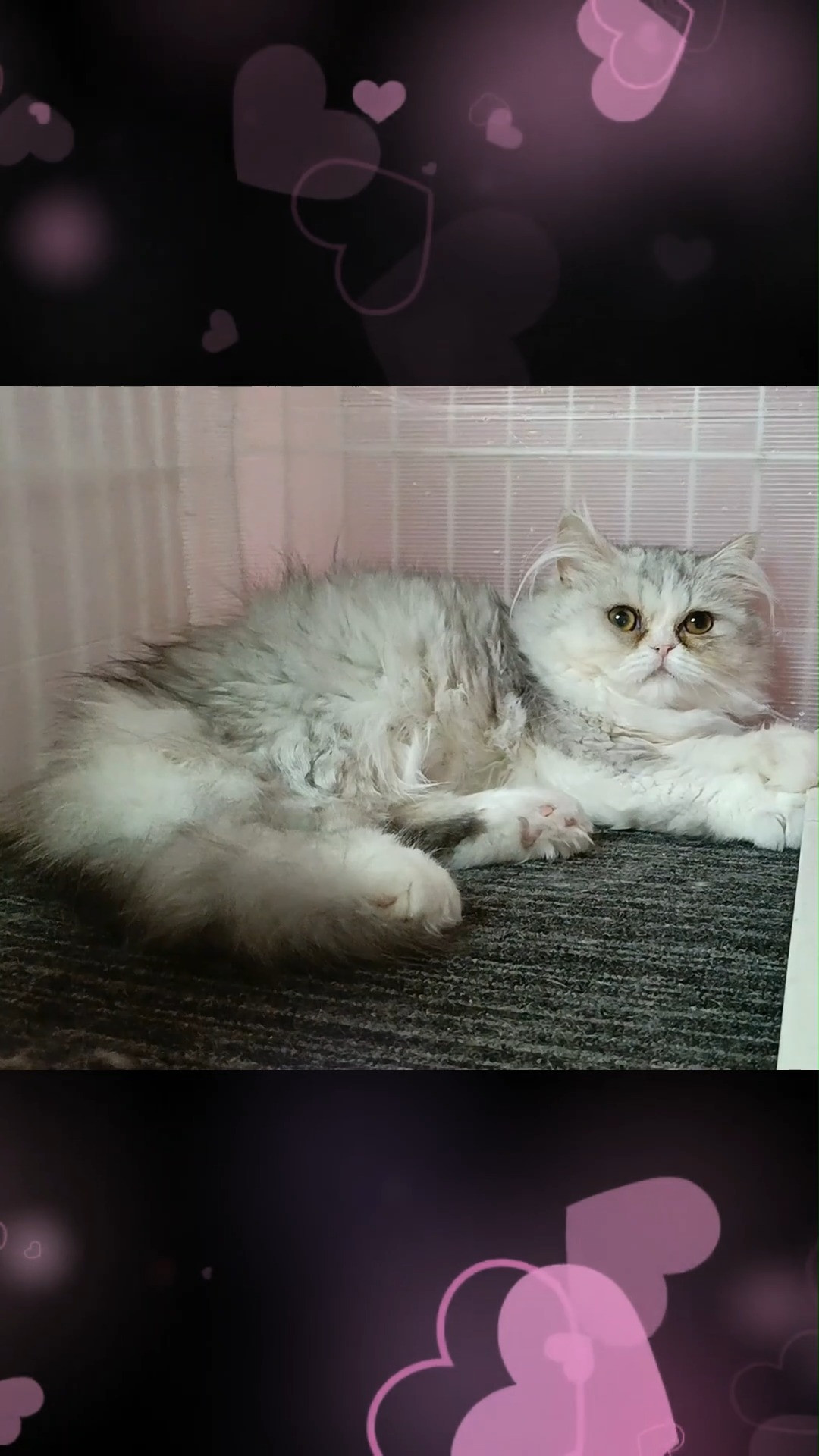😍✨ふわふわの被毛と愛らしい表情が魅力の、特別なペルシャ仔猫...