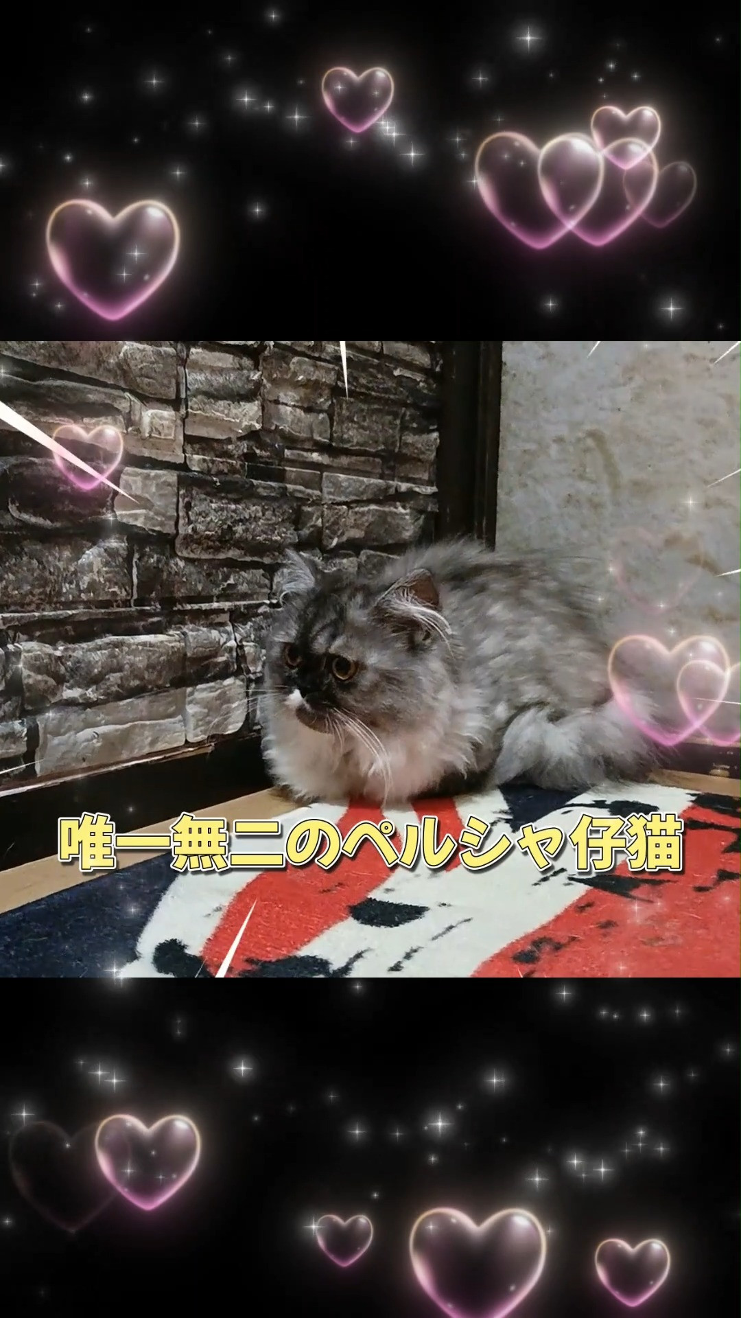 ✨珍しいペルシャ猫ブルーポイント柄の子猫をご紹介します✨