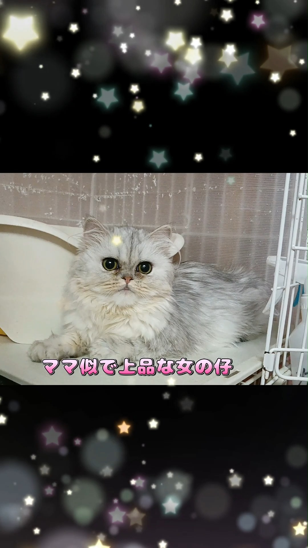 🐾 ペルシャ猫の仔猫、ふわふわ☆チンチラシルバーの女の仔。
