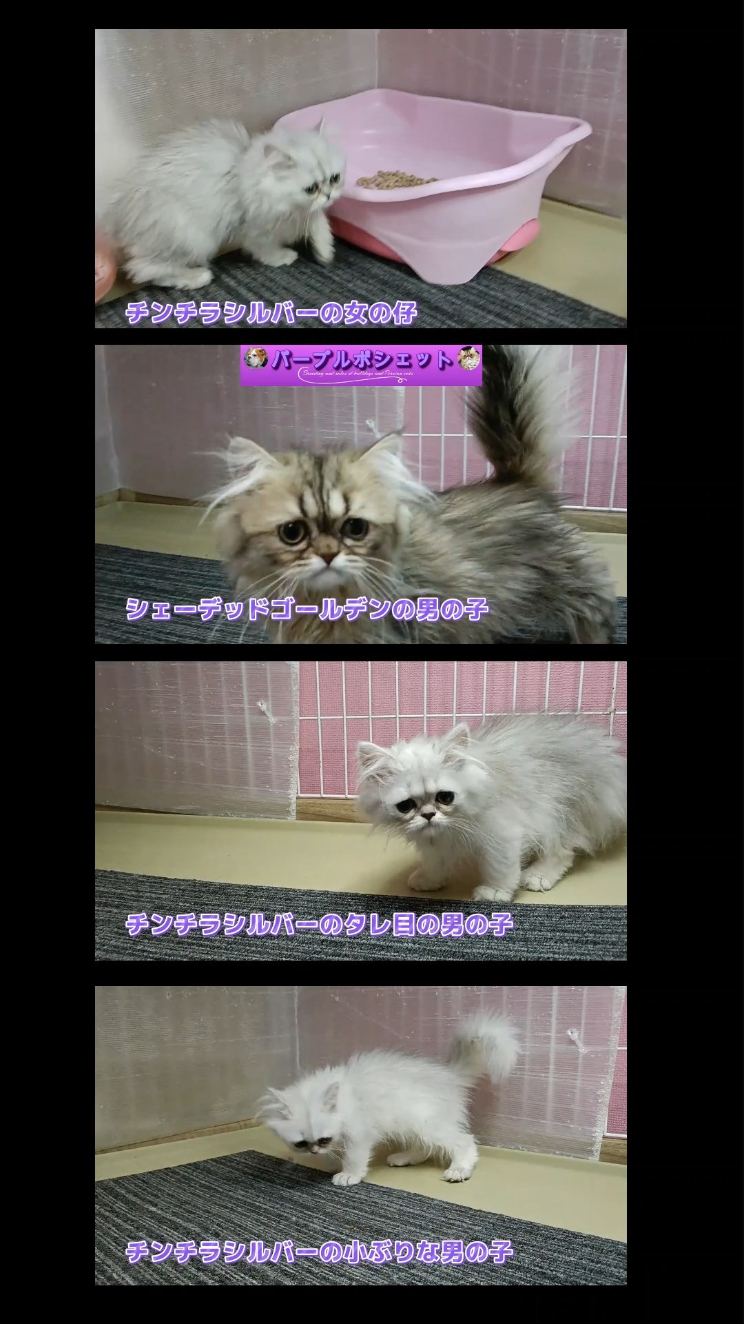 パープルポシェットのメイママの可愛いペルシャ仔猫4兄姉の販売...