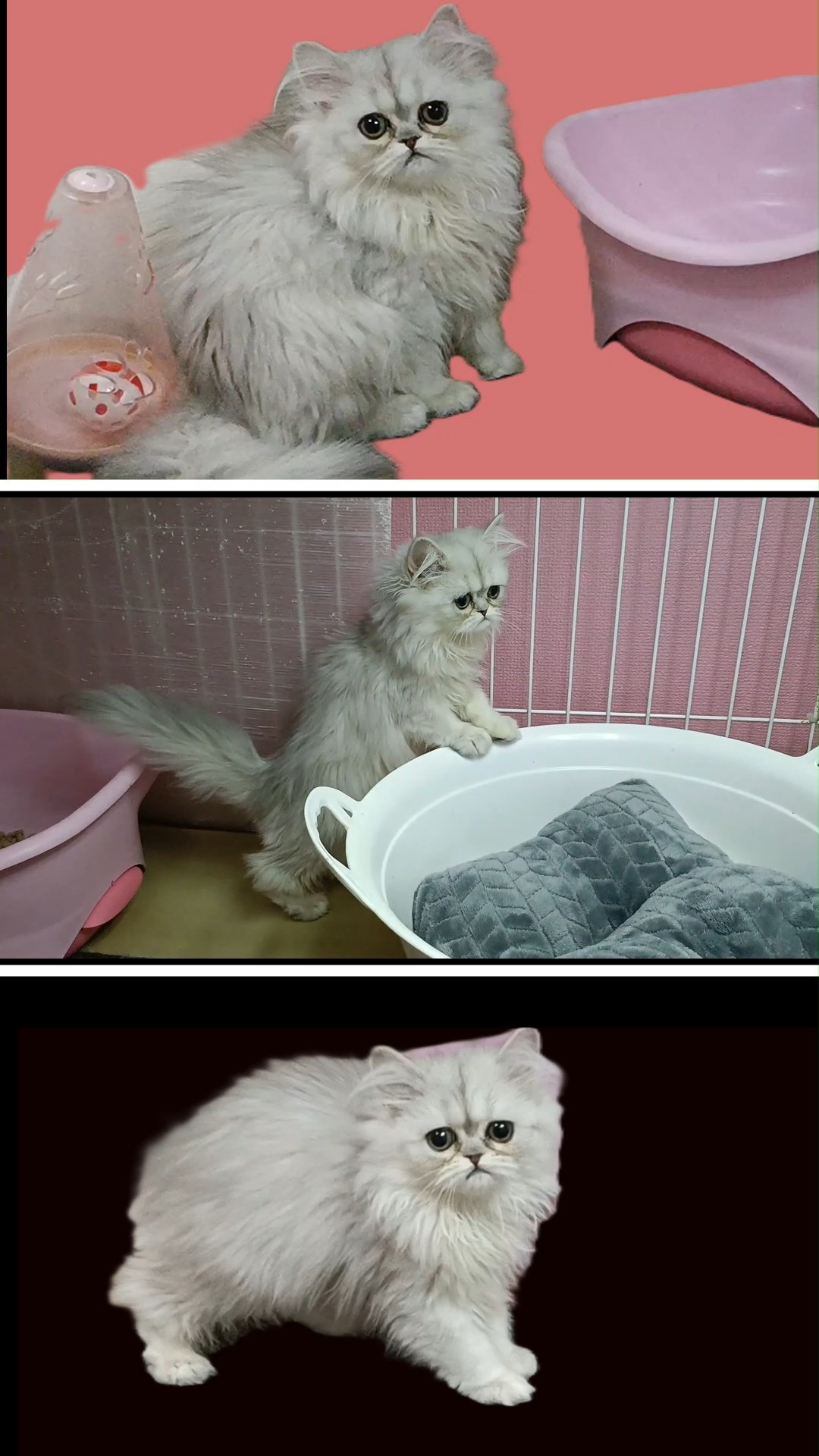 😸😹メイママ4兄姉で大きめの女の仔😻
