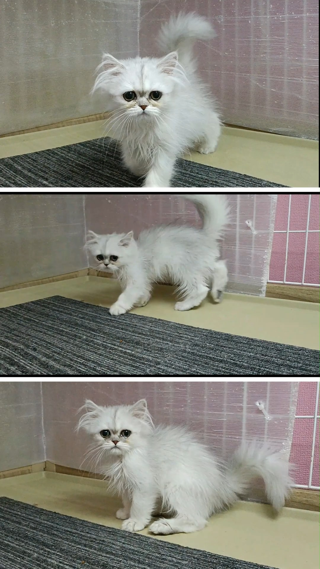 😸😹メイママ4兄姉で小さめな男の仔😻