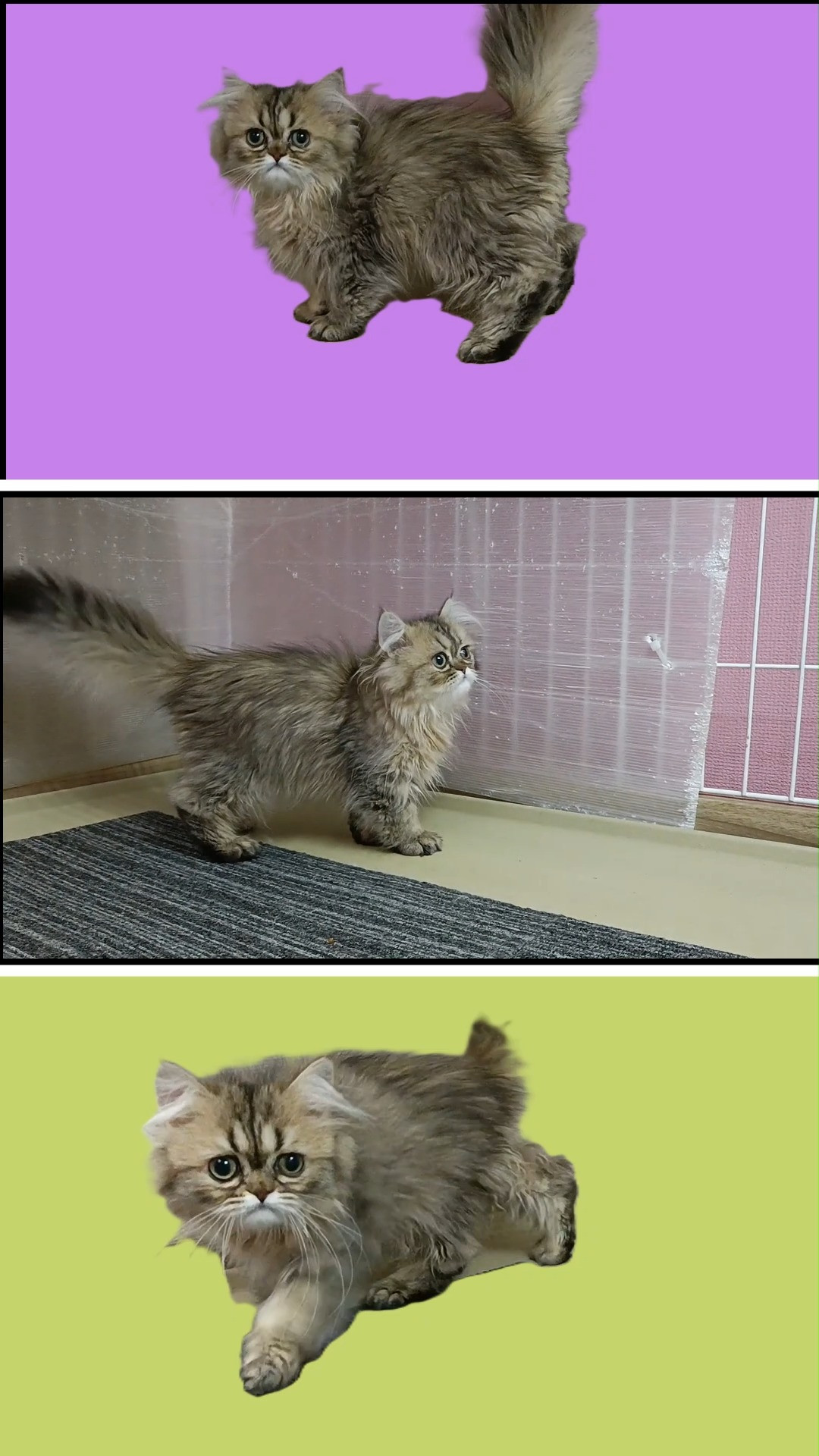 😸😹メイママ4兄姉で大きな男の仔😻