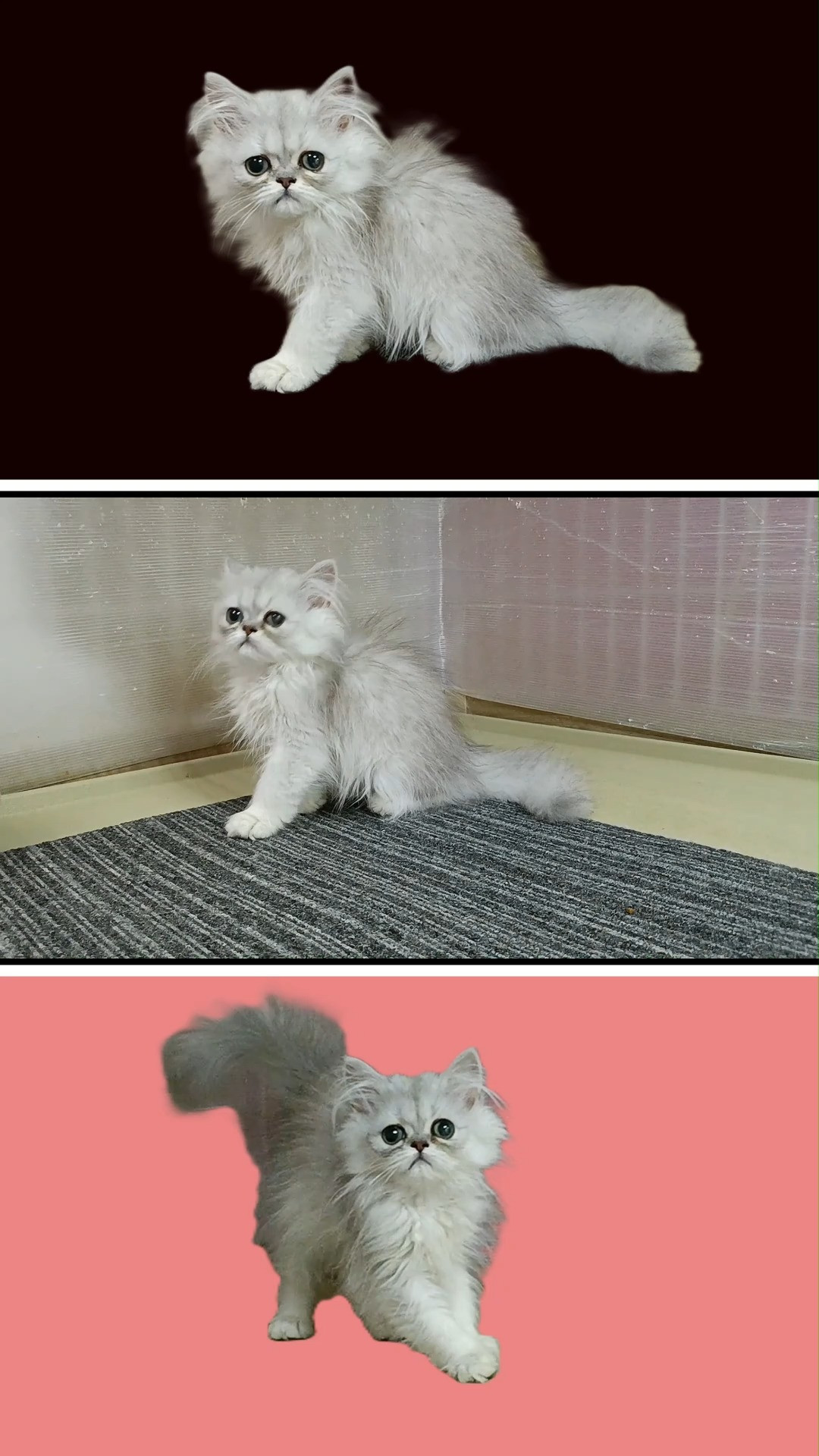 😸😹メイの仔猫チンチラシルバー少しタレ目が可愛い男の子😻