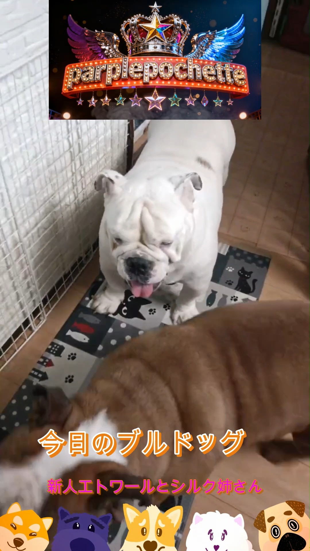 パープルポシェットの今日のブルドッグ