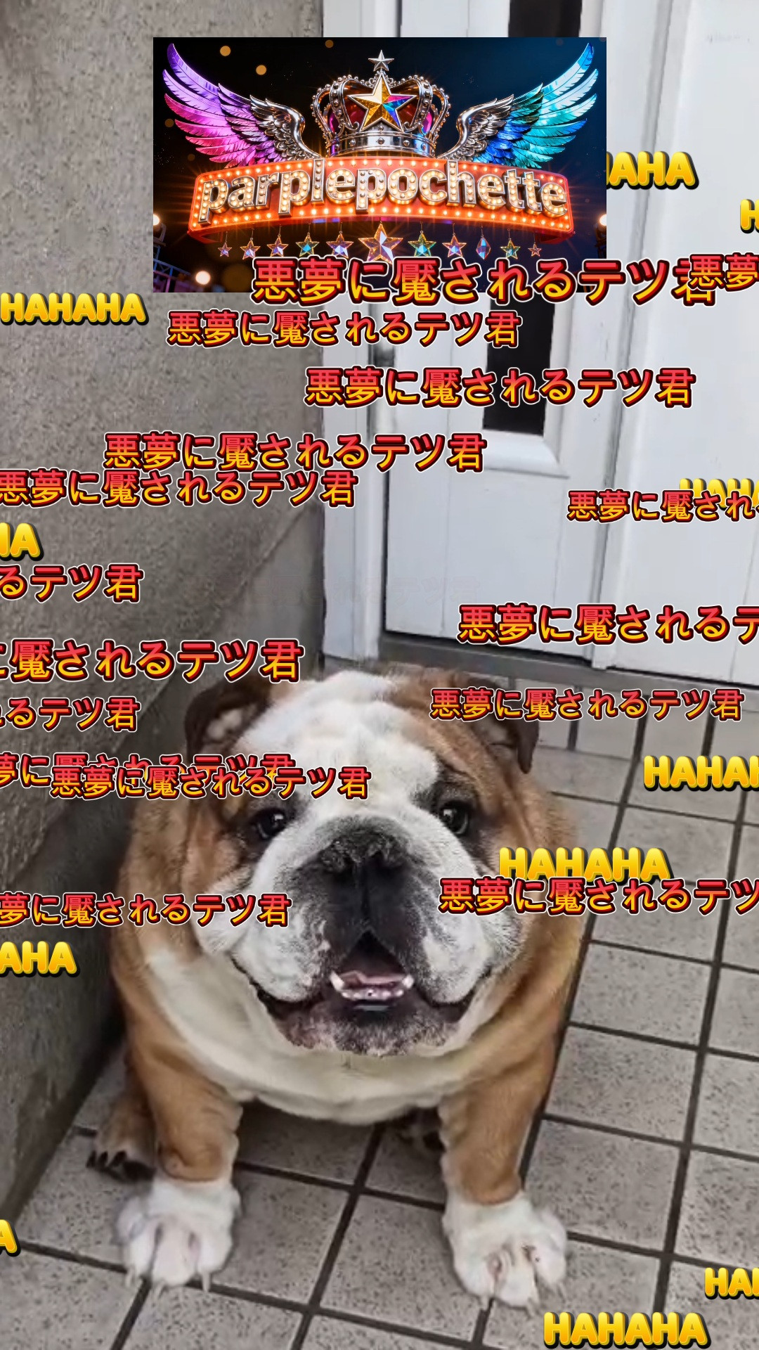 パープルポシェットの看板犬テツ君