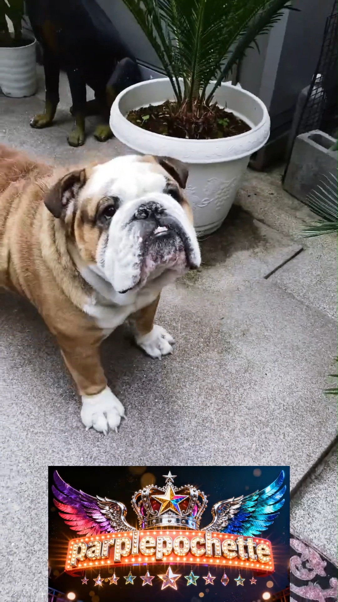 パープルポシェットの今日のブルドッグ