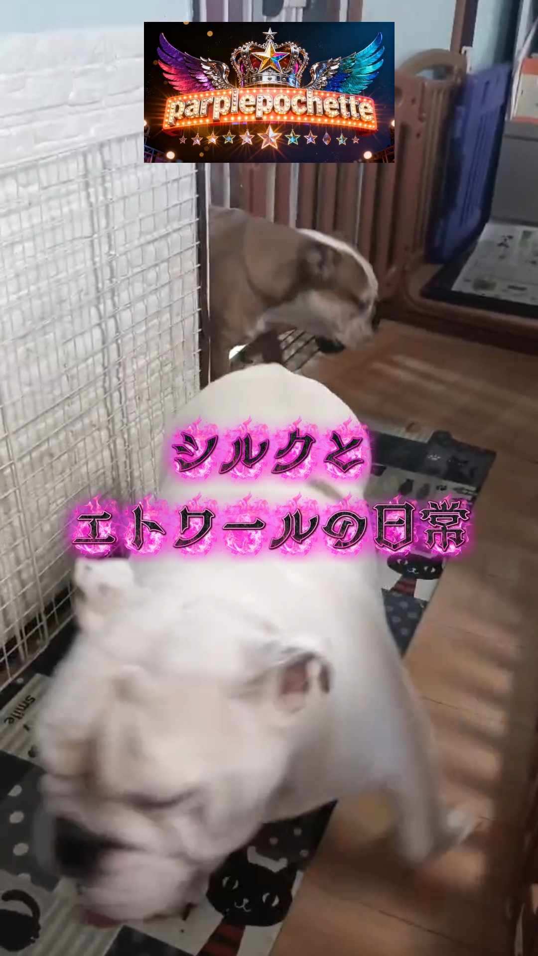 シルク姐とエトワール小姐師弟コンビの日常！