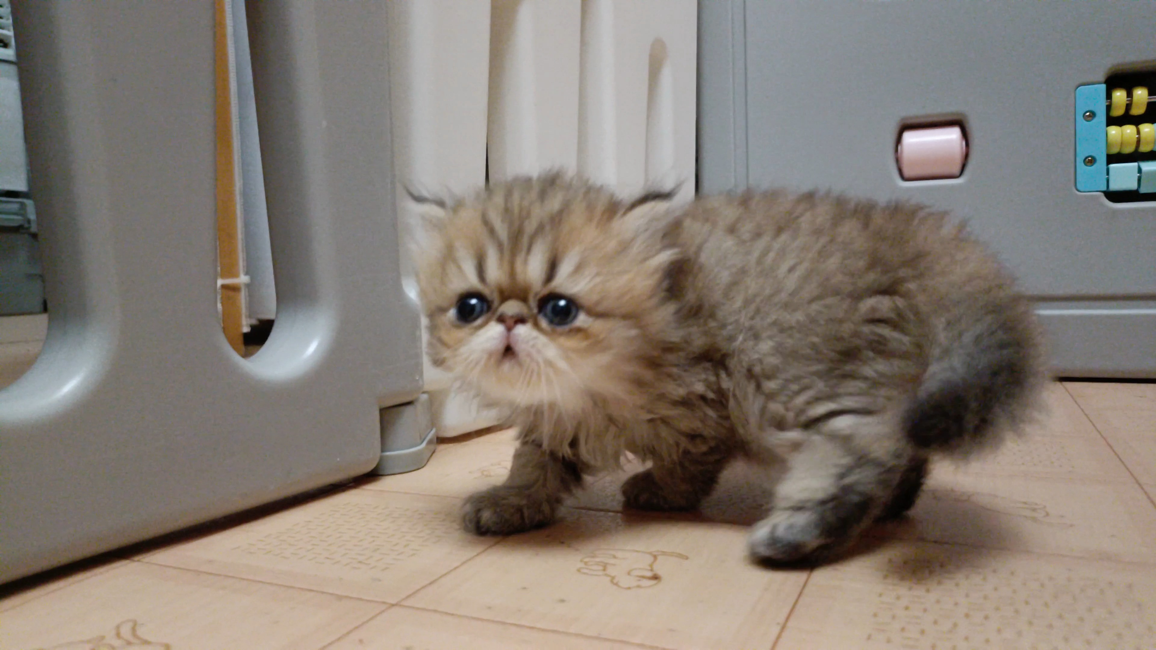 お鼻ペチャペチャの可愛いペルシャ仔猫ちゃんが生れました！