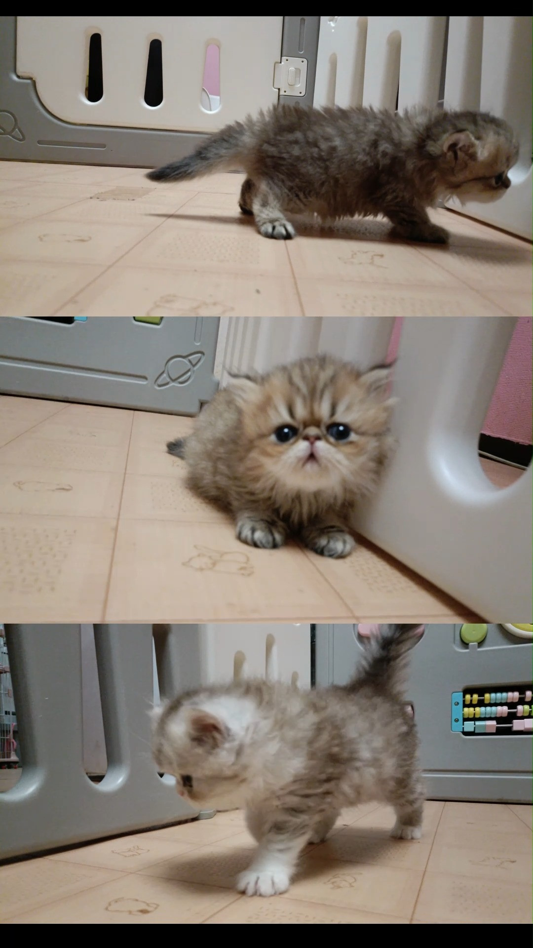 お鼻ペチャペチャの可愛いペルシャ仔猫・鼻高ちゃんと兄姉更に、...