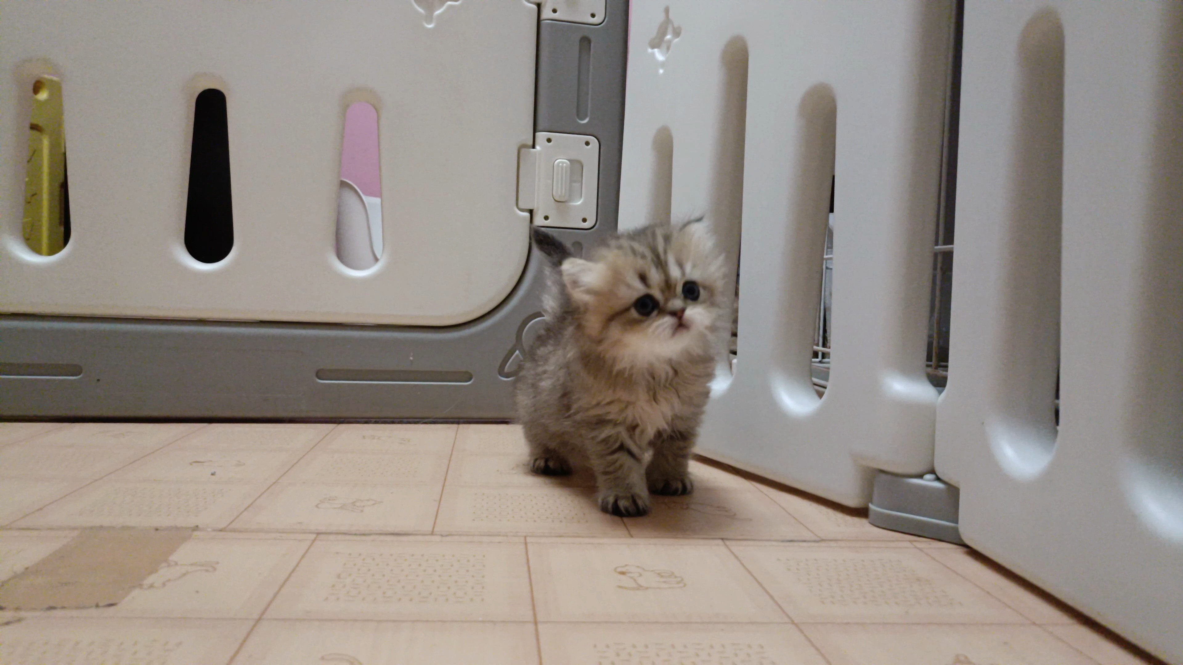 お鼻少し高めの可愛いペルシャ仔猫ちゃんが生れました！