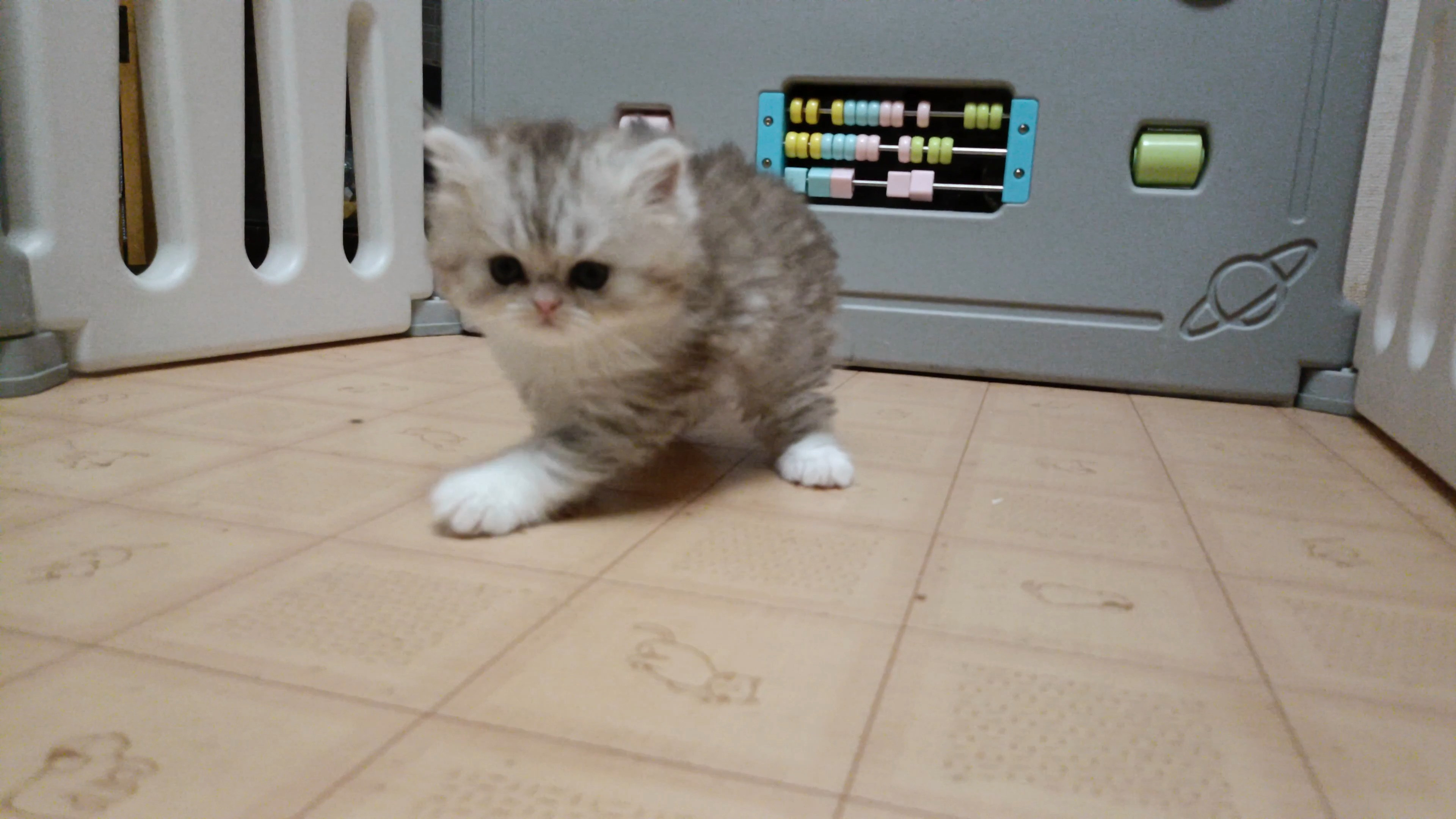 キティーママの変わった毛色の仔猫が生れました！