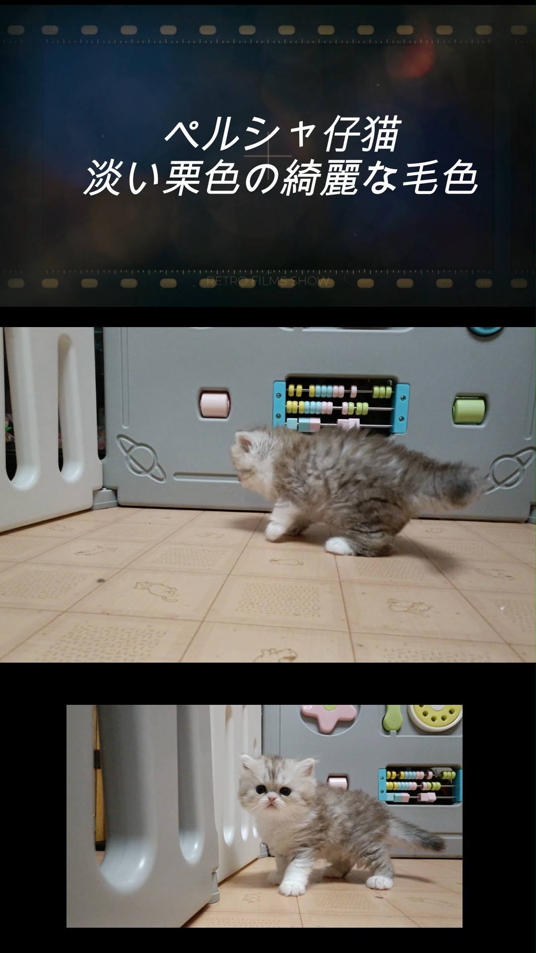 キティーママの変わった毛色の仔猫が生れました！