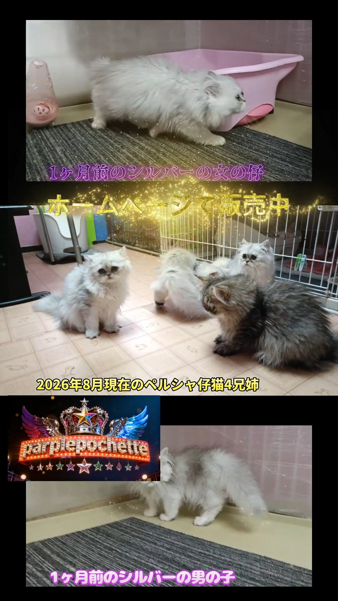パープルポシェットのメイママの可愛いペルシャ仔猫4兄姉の販売...