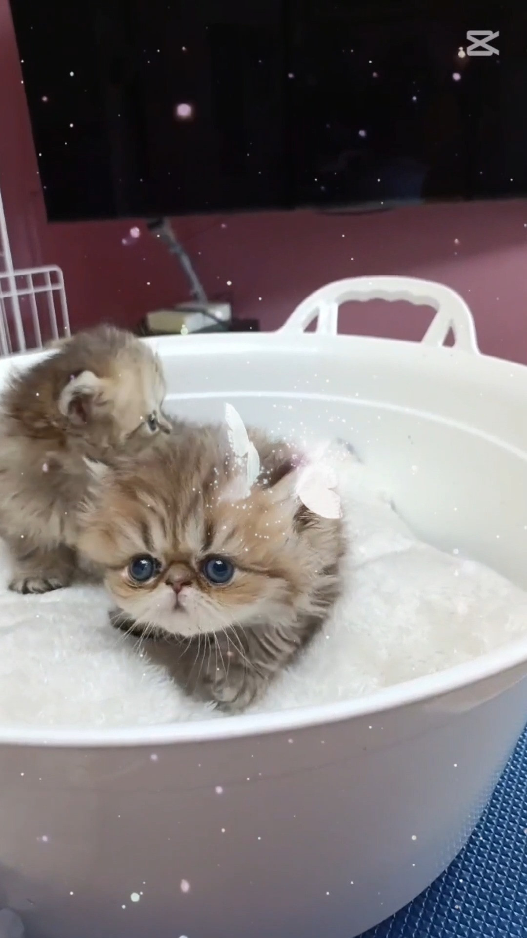 パープルポシェットのＡi動画！