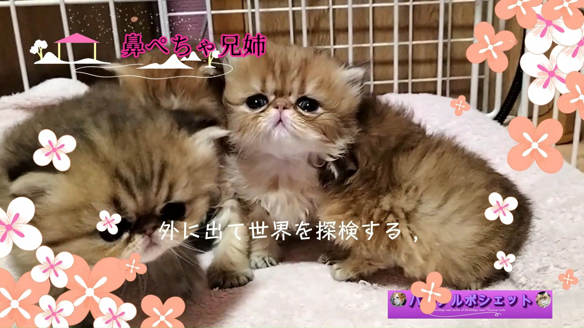 パープルポシェットの可愛いペルシャ子猫、鼻ペチャ兄姉この子達...