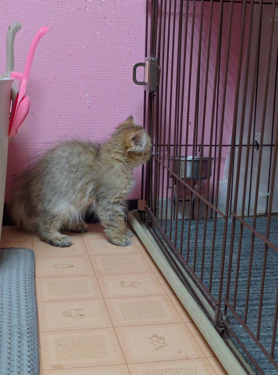 大きなまん丸お目目と、ぺちゃんこお鼻がたまらなく可愛い、シェ...